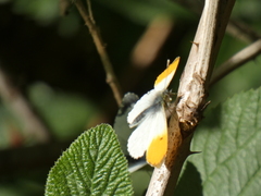Anthocharis cardamines