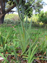 Gladiolus cunonius