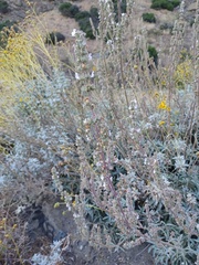 Salvia apiana
