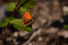 Lycaena thersamon