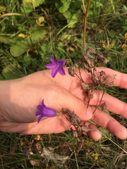 Campanula sibirica