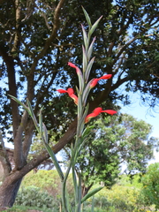 Gladiolus cunonius