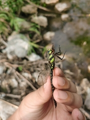 Cephalaeschna patrorum
