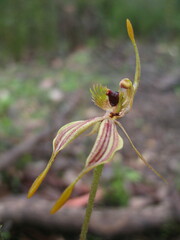 Caladenia plicata