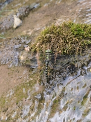 Planaeschna shanxiensis