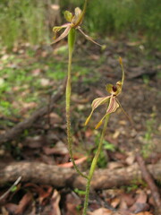 Caladenia plicata