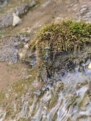 Planaeschna shanxiensis