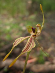 Caladenia plicata