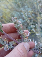Salvia apiana