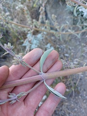 Salvia apiana