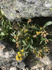 Solidago leiocarpa