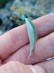 Salvia apiana
