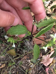 Stachys annua