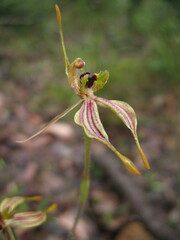 Caladenia plicata