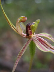 Caladenia plicata