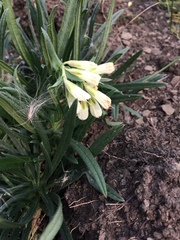 Onosma simplicissima