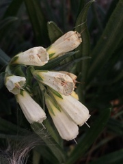 Onosma simplicissima