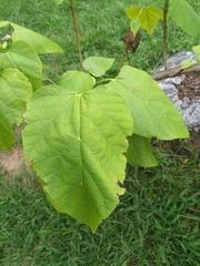 Catalpa speciosa