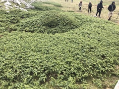 Juniperus communis saxatilis
