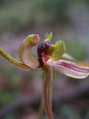Caladenia plicata