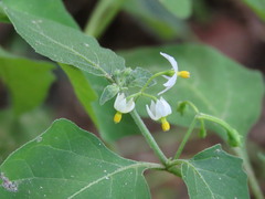 Solanum