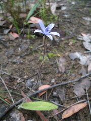 Cyanicula sericea
