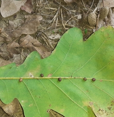 Neuroterus anthracinus