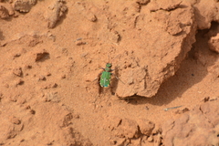 Cicindela campestris