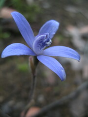 Cyanicula sericea