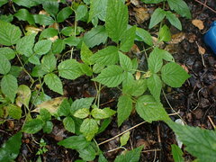 Phragmidium rubi-idaei