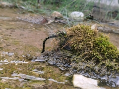 Planaeschna shanxiensis