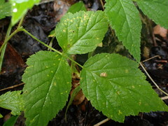 Phragmidium rubi-idaei