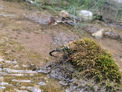 Planaeschna shanxiensis