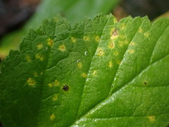 Phragmidium rubi-idaei