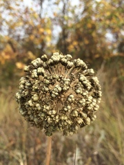 Allium nutans
