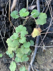 Hydrocotyle hirta