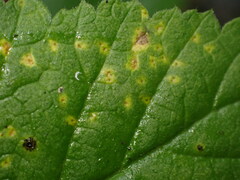 Phragmidium rubi-idaei