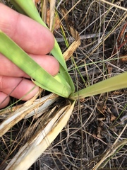 Allium nutans