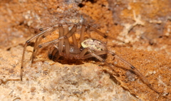 Enoplognatha