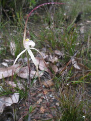 Caladenia varians