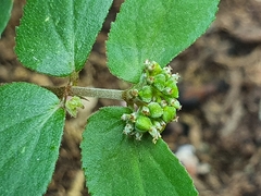 Euphorbia ophthalmica