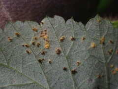 Phragmidium rubi-idaei