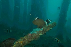 Pseudogoniistius nigripes