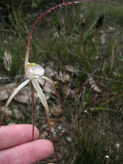Caladenia varians