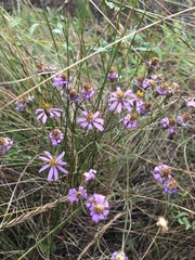 Galatella angustissima