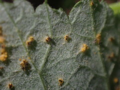 Phragmidium rubi-idaei