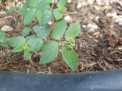 Euphorbia ophthalmica