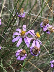 Galatella angustissima