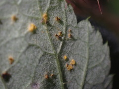 Phragmidium rubi-idaei