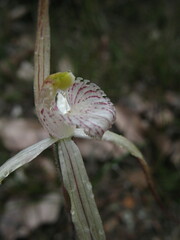 Caladenia varians